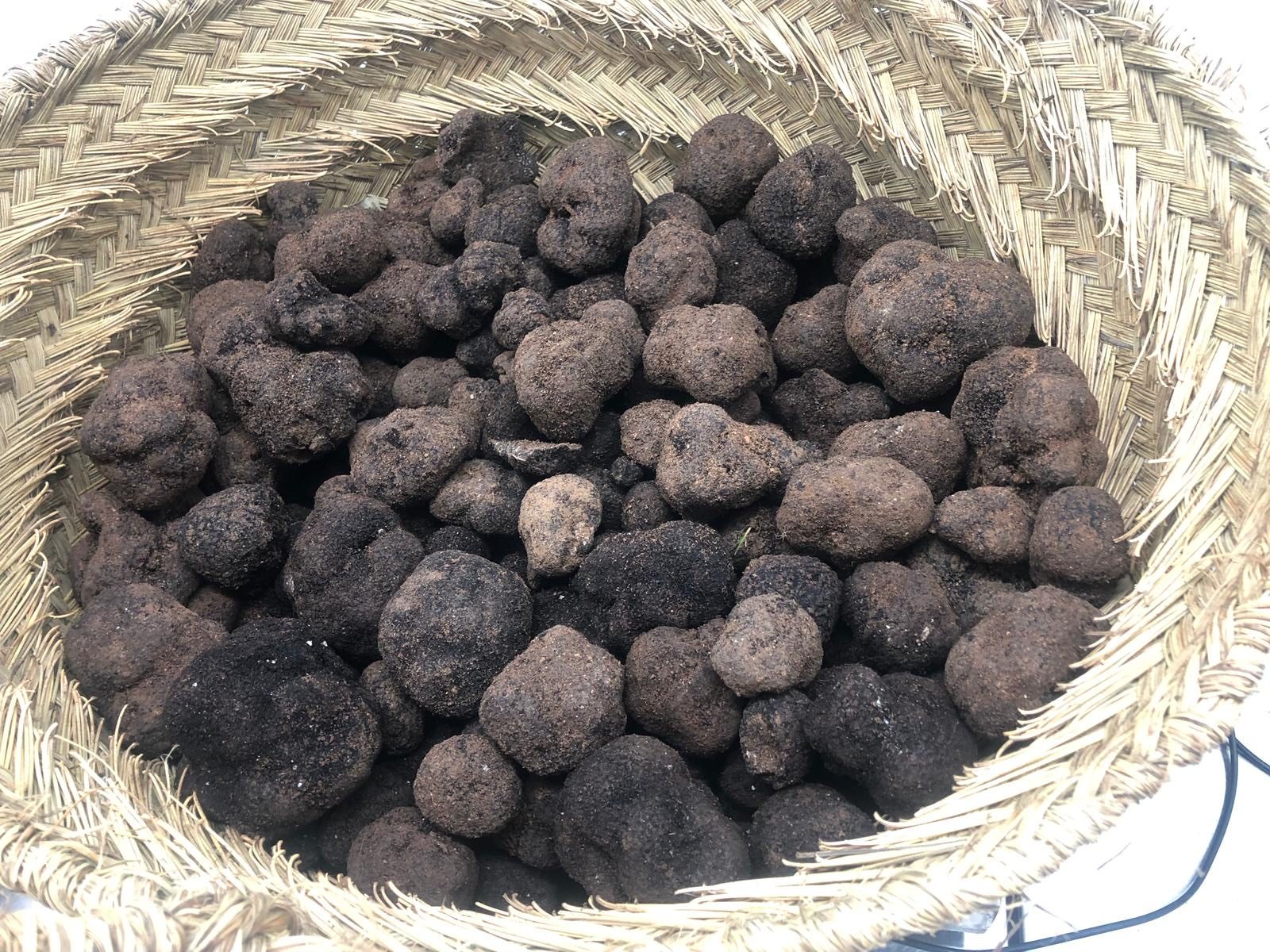Cesto con trufas.