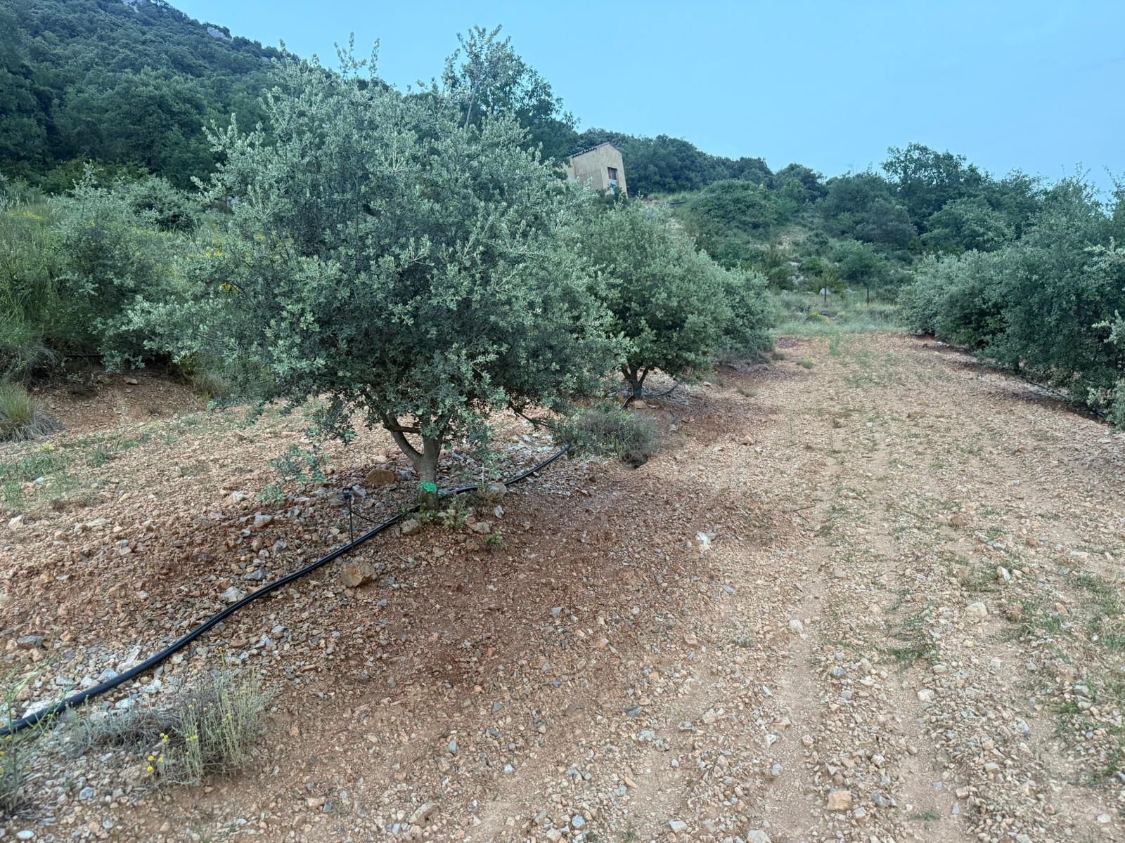 Campo de olivos