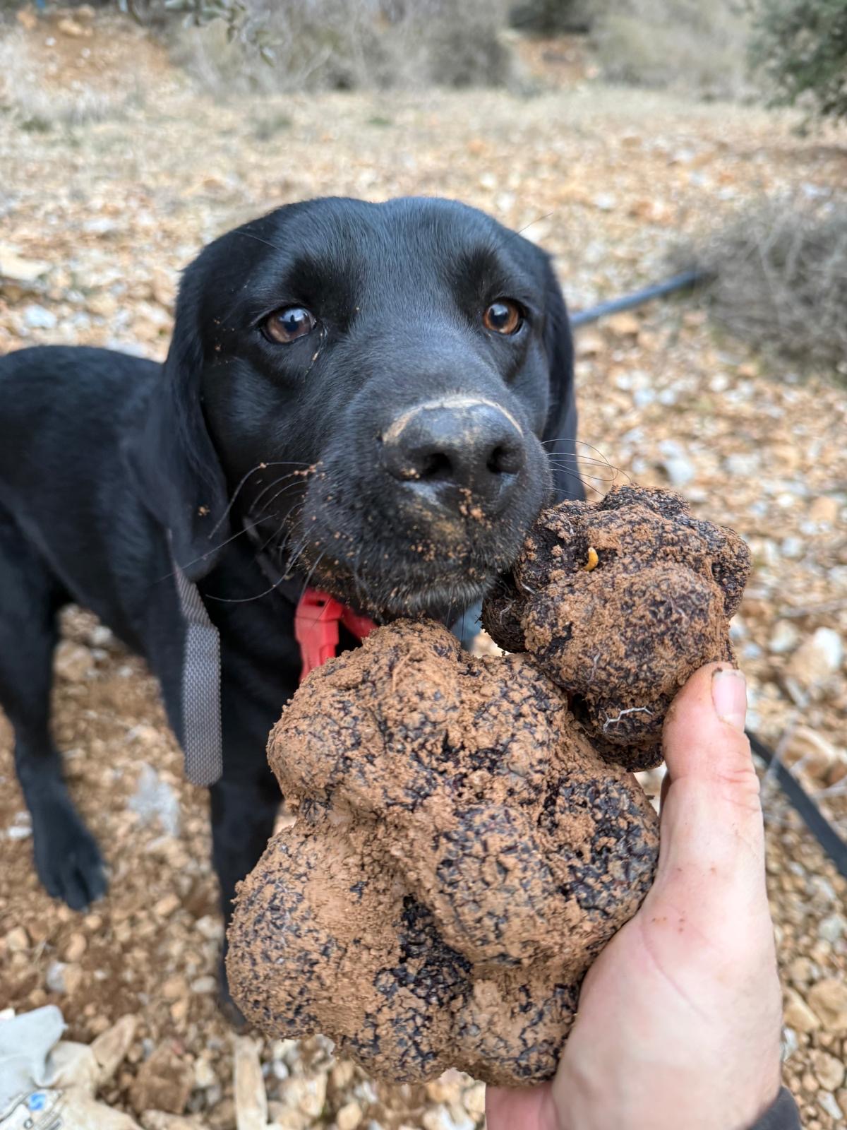 Perro recolector de trufas.