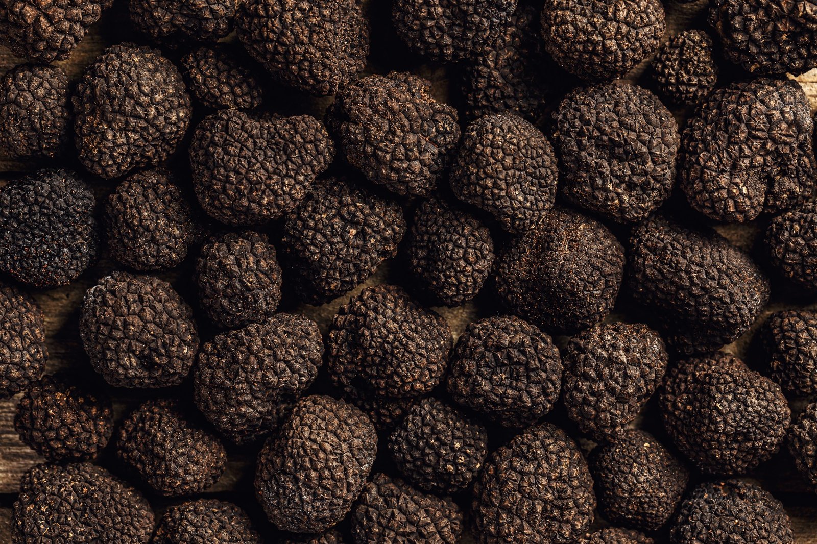 recolecta de trufas